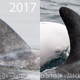 Image Courtesy of Kate Cummings, Blue Ocean Whale Watch